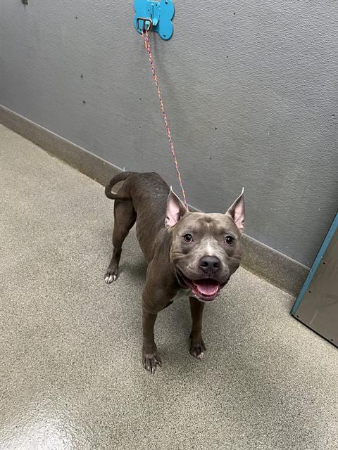 Photo of Spring Board, adoptable Pit Bull Terrier in Las Vegas, Nevada