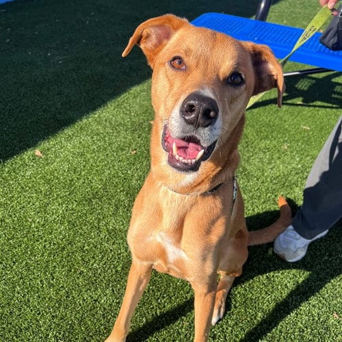 Photo of Pupperton, adoptable Labrador Retriever in St Louis, Missouri