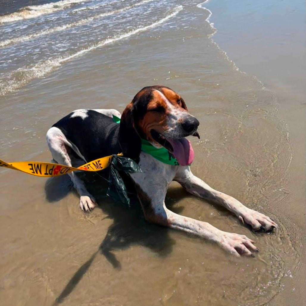Photo of Duke, adoptable Coonhound, Treeing Walker in Hinesville, Georgia