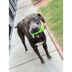 Photo of Blue, adoptable American Pit Bull Terrier in Washington, North Carolina