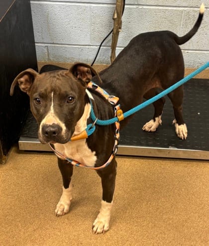 Photo of Bridget, adoptable dog in Chamblee, Georgia
