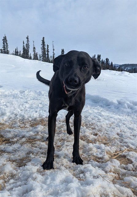 Photo of Four, adoptable Husky in Fairbanks, Alaska