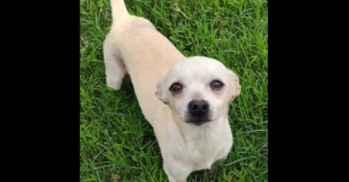 Photo of Moti (TX), adoptable Chihuahua in New York, New York
