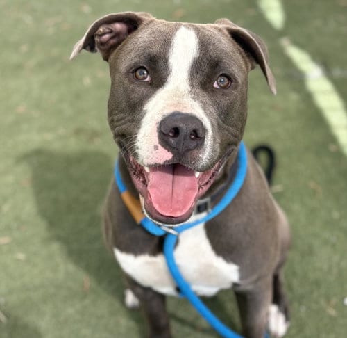Photo of Billy, adoptable Staffordshire Bull Terrier in Los Angeles, California