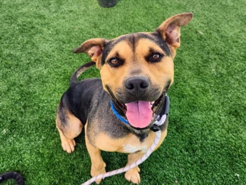 Photo of Speedy, adoptable German Shepherd Dog in San Pedro, California
