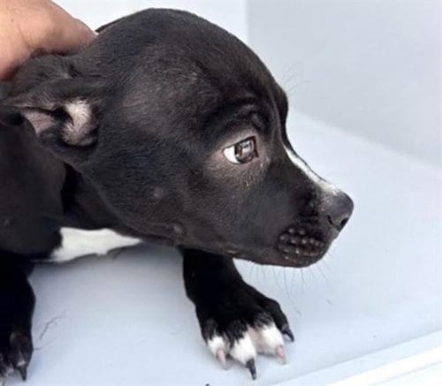 Photo of A662865, adoptable Pit Bull Terrier in Houston, Texas