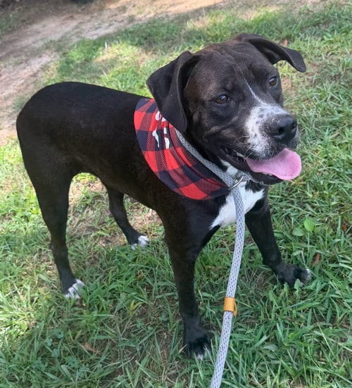 Photo of Nepal, adoptable Shepherd in Carrollton, Georgia