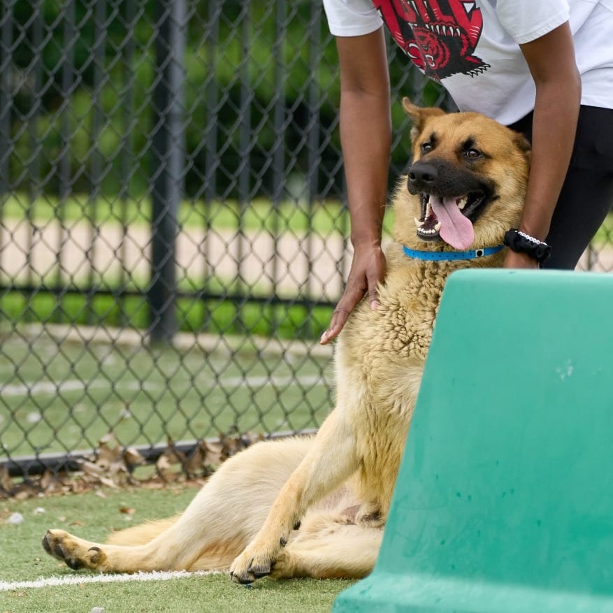 Photo of Lucky, adoptable Mixed Breed (Large)