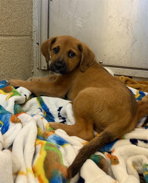Photo of Rajah, adoptable Boxer in Statesville, North Carolina