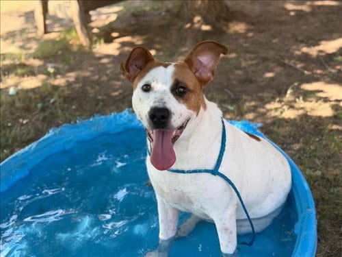 Photo of Blitz, adoptable Pit Bull Terrier in Tulsa, Oklahoma