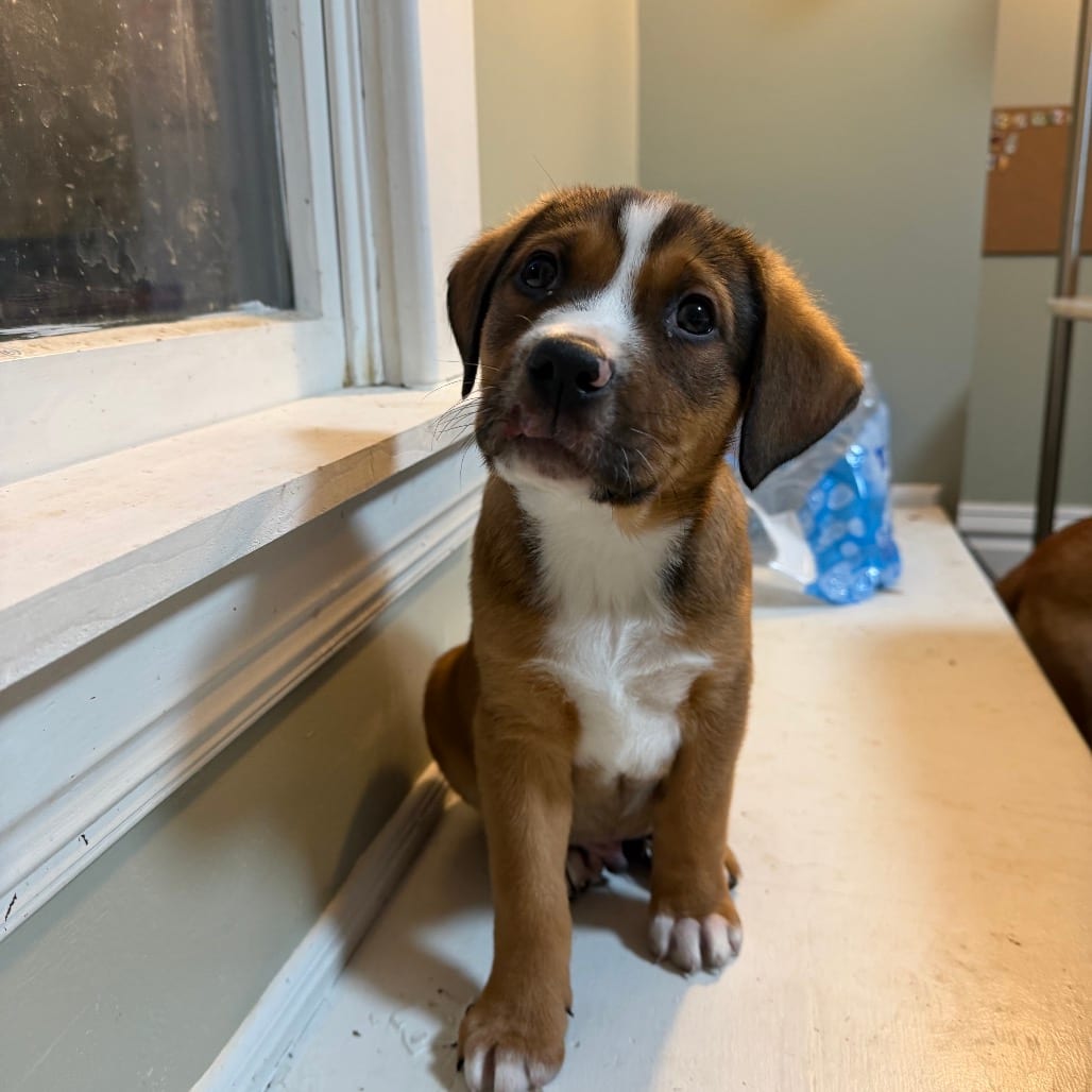 Photo of Raspberry, adoptable Hound / Mix in Waynesboro, Pennsylvania