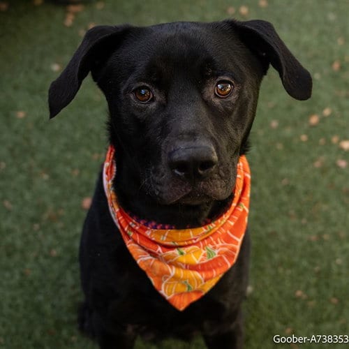 Photo of Goober, adoptable Rottweiler in Sacramento, California