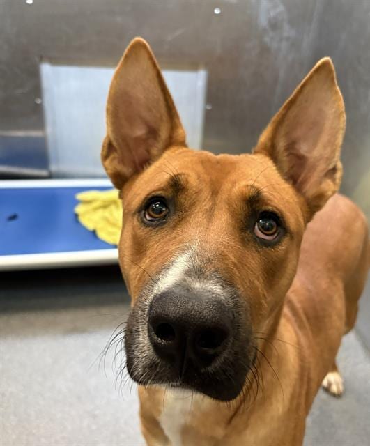 Photo of Copper, adoptable Mixed Breed
