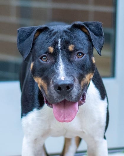 Photo of Hawfinch, adoptable dog in Chamblee, Georgia