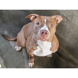 Photo of Tater Tot, adoptable American Pit Bull Terrier in Chatsworth, California