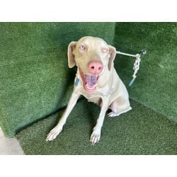 Photo of Betty, adoptable Doberman Pinscher in Lancaster, California