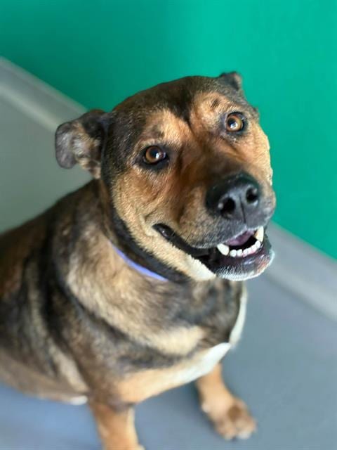 Photo of Marge, adoptable Pit Bull Terrier in Visalia, California