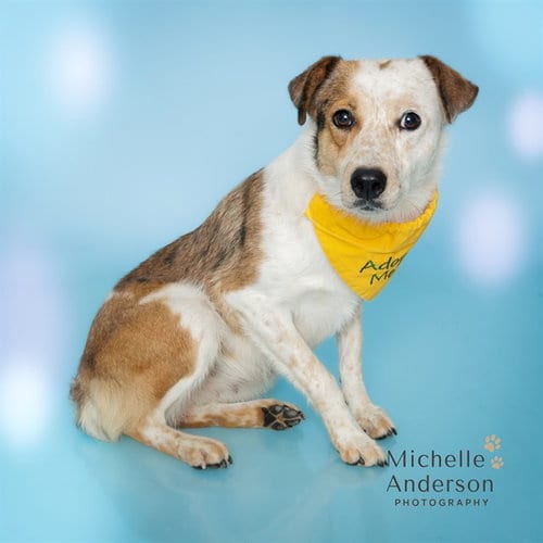Photo of Stella, adoptable Australian Cattle Dog/Blue Heeler in Corona, California