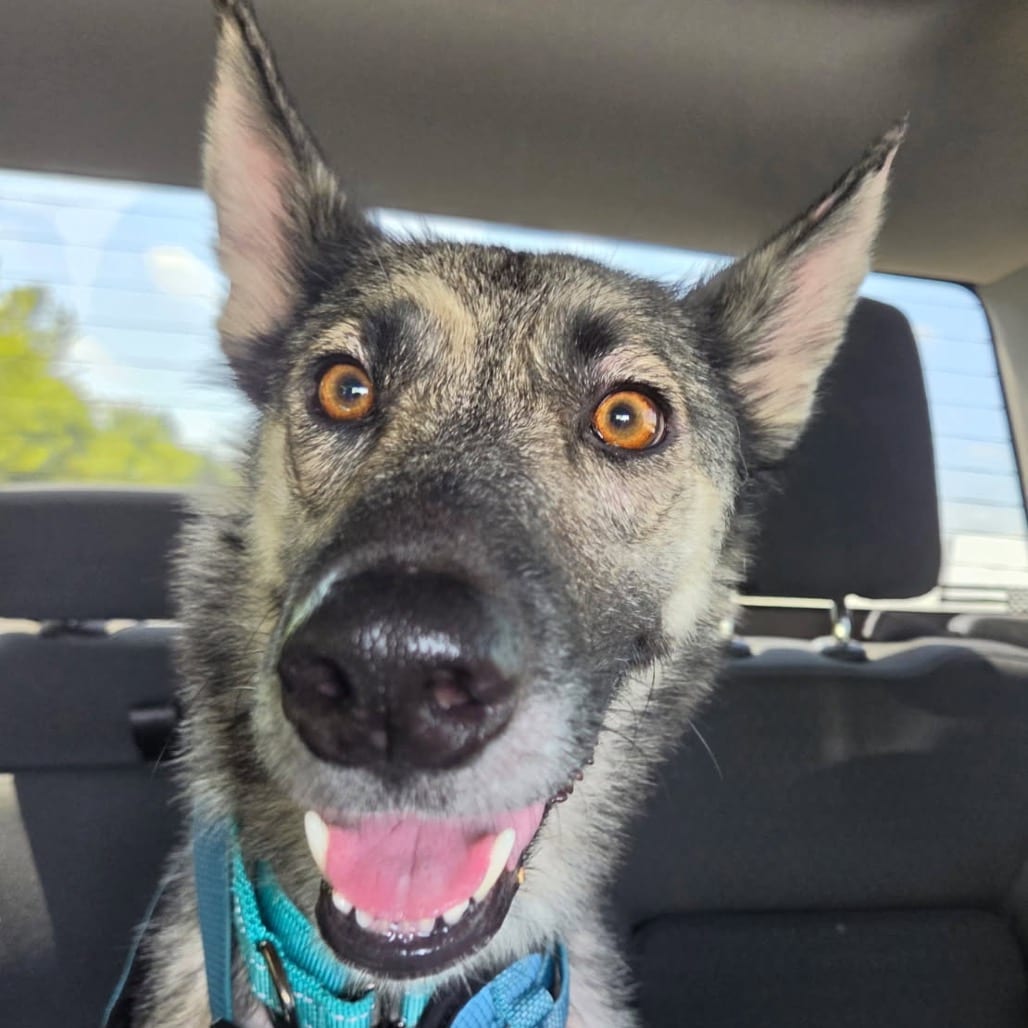 Photo of Jesse, adoptable Shepherd, German / Mix in Boonville, Missouri