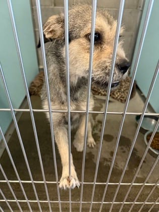 Photo of Paula, adoptable Terrier/Mix in Farmington, New Mexico