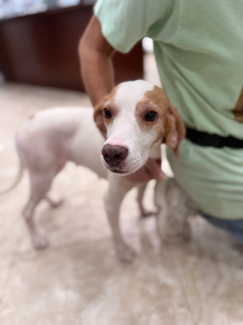 Photo of Coconut, adoptable Hound in Hilton Head, South Carolina