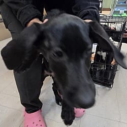 Photo of Reba, adoptable German Shepherd Dog Mixed Breed (Medium) in Burnsville, North Carolina