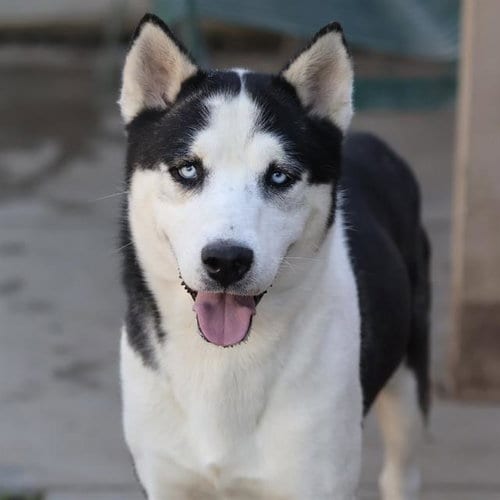 Photo of Choncho, adoptable Siberian Husky in Modesto, California