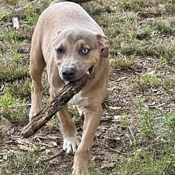 Photo of Scooby Doo, adoptable Labrador Retriever in East Hartford, Connecticut