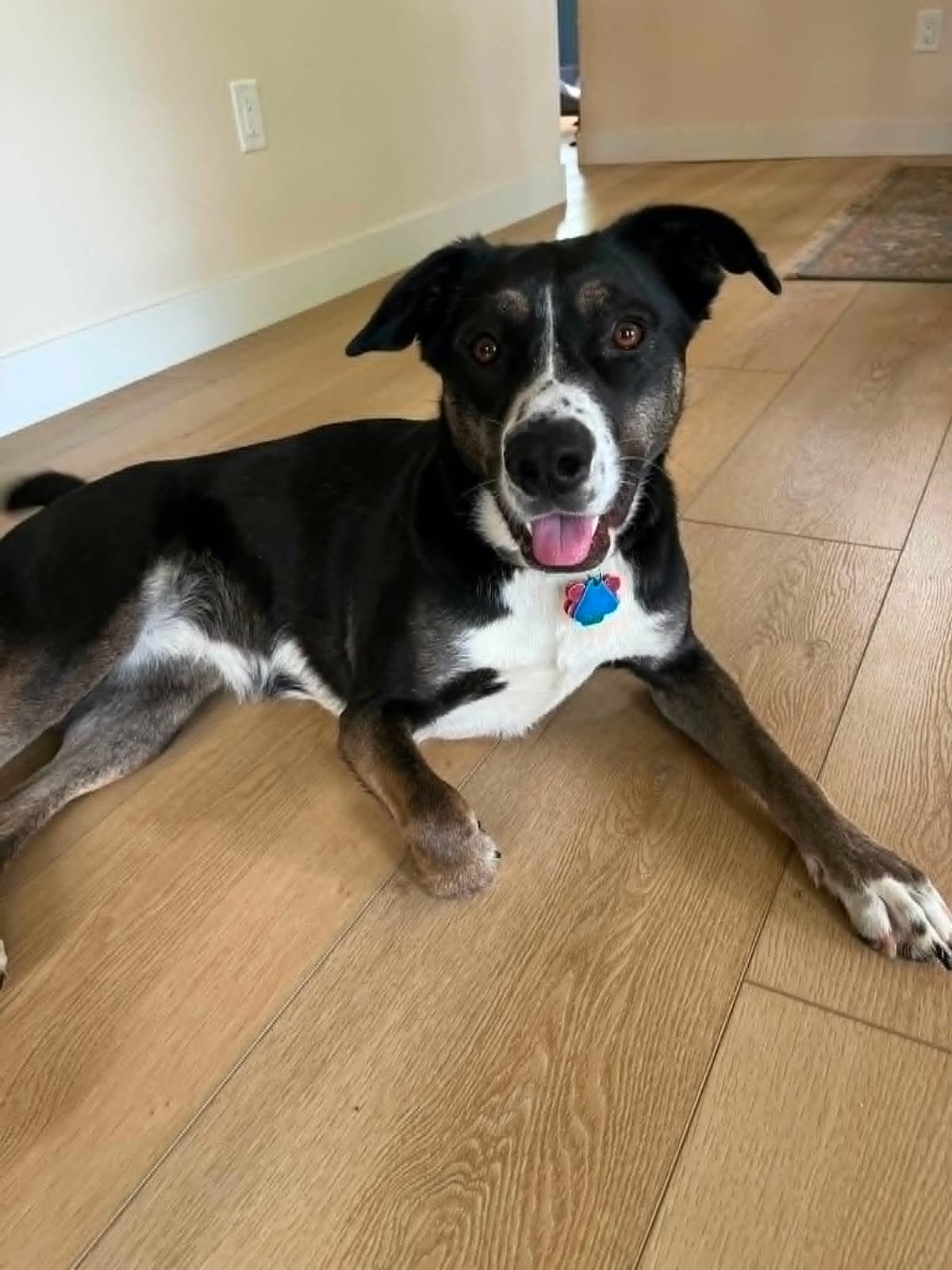 Photo of Gracie, adoptable dog in Wisconsin