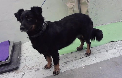 Photo of Bub, adoptable Rottweiler in Houston, Texas