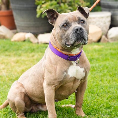 Photo of Kyle, adoptable Pit Bull Terrier in Camarillo, California