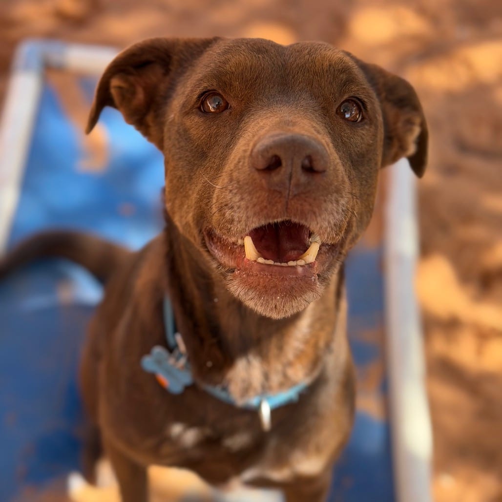 Photo of McKenzie, adoptable Retriever, Labrador / Mix in Kanab, Utah
