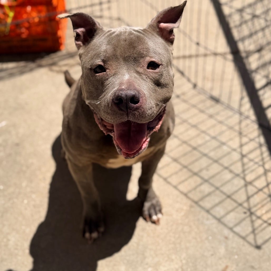 Photo of Carrie, adoptable Bulldog in Columbus, Georgia