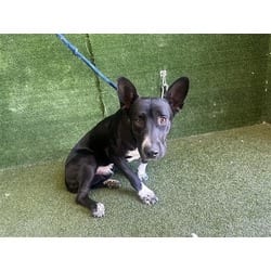 Photo of Kratos, adoptable Husky Australian Cattle Dog in Lancaster, California
