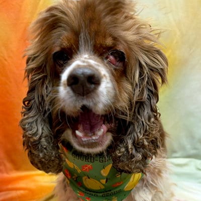 Photo of Hazel, adoptable Cocker Spaniel in Arlington, Virginia