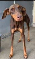 Photo of Dewberry, adoptable Doberman Pinscher in West Bloomfield, Michigan