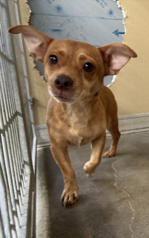 Photo of Pupcorn, adoptable Chihuahua in Texas City, Texas
