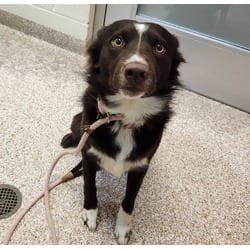 Photo of Gordon, adoptable Border Collie in Pueblo, Colorado