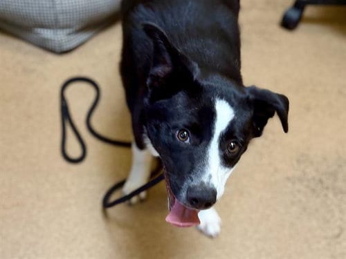 Photo of Oreo, adoptable Border Collie in Martinez, California