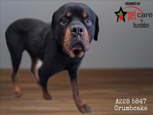 Photo of Crumbcake, adoptable Rottweiler in Los Angeles, California