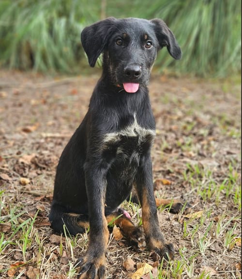 Photo of Rocket Freedom, adoptable Shepherd in Wakefield, Rhode Island
