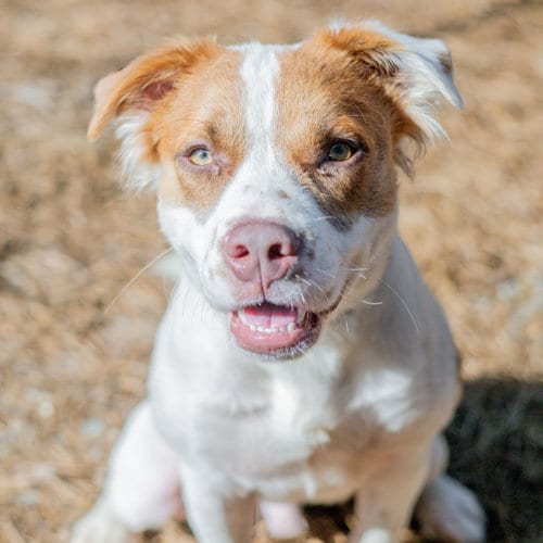 Photo of Barnaby, adoptable Spaniel in Hilton Head, South Carolina