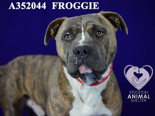 Photo of Froggie, adoptable Pit Bull Terrier in Stockton, California