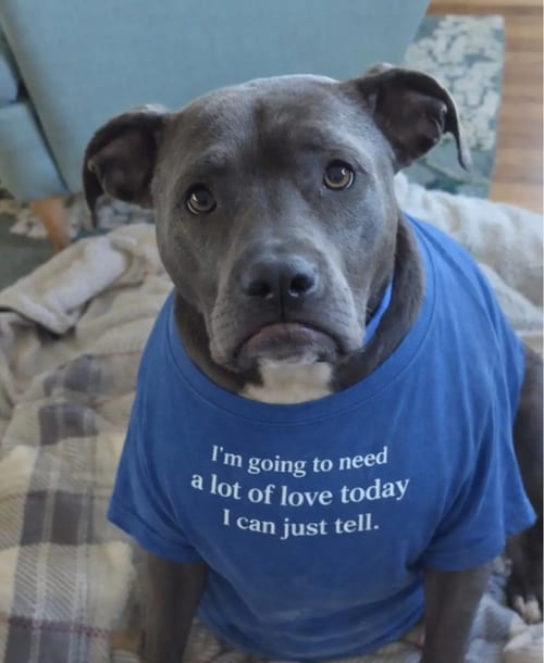 Photo of Blake, adoptable American Pit Bull Terrier in Baltimore, Maryland