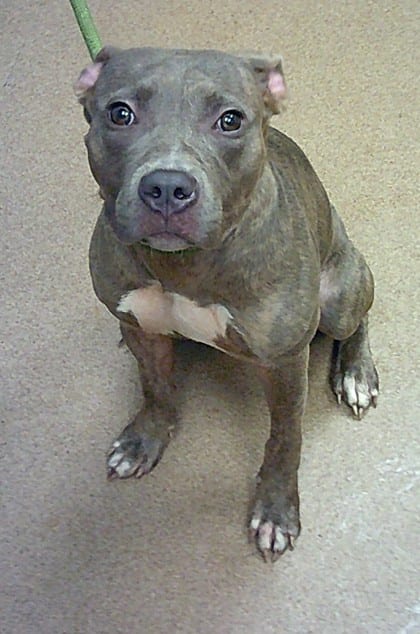 Photo of Lemelle, adoptable dog in Chamblee, Georgia