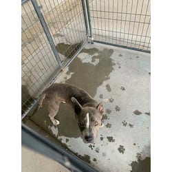 Photo of Boba, adoptable American Pit Bull Terrier in Baton Rouge, Louisiana