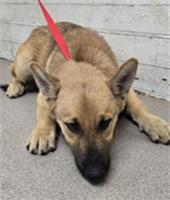 Photo of Norman, adoptable German Shepherd Dog in San Bernardino, California