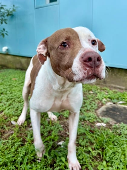 Photo of Liam, adoptable Terrier in New Orleans, Louisiana