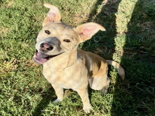 Photo of Arlo, adoptable Labrador Retriever in Houston, Texas
