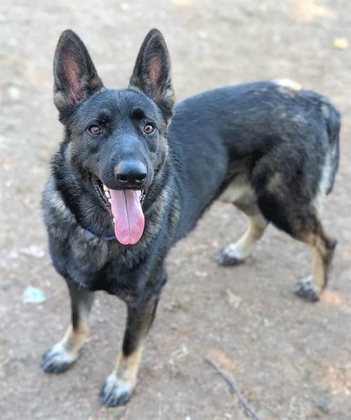 Photo of Kenny Rogers, adoptable German Shepherd Dog in Sacramento, California